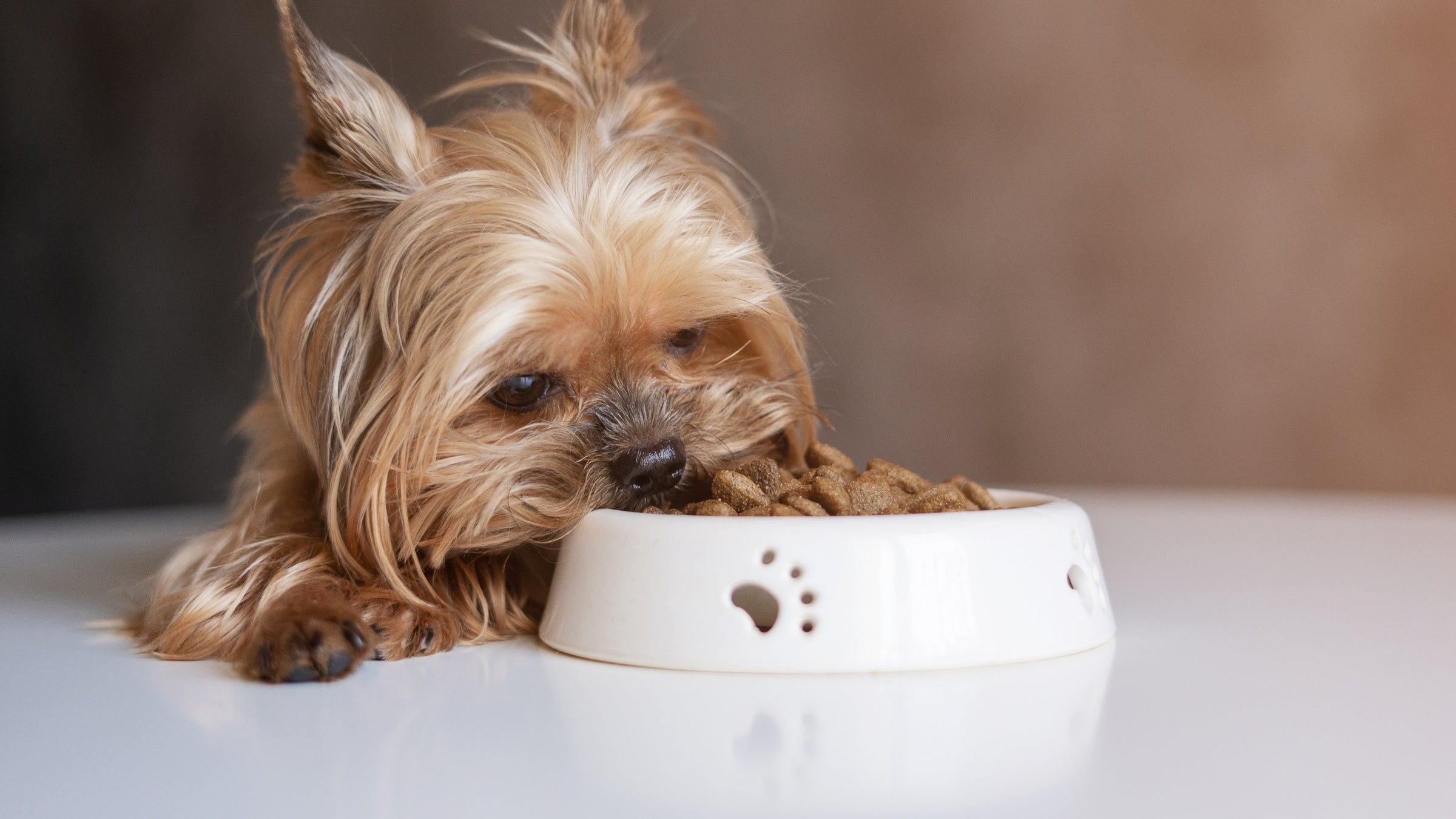 Dry Food For Dogs