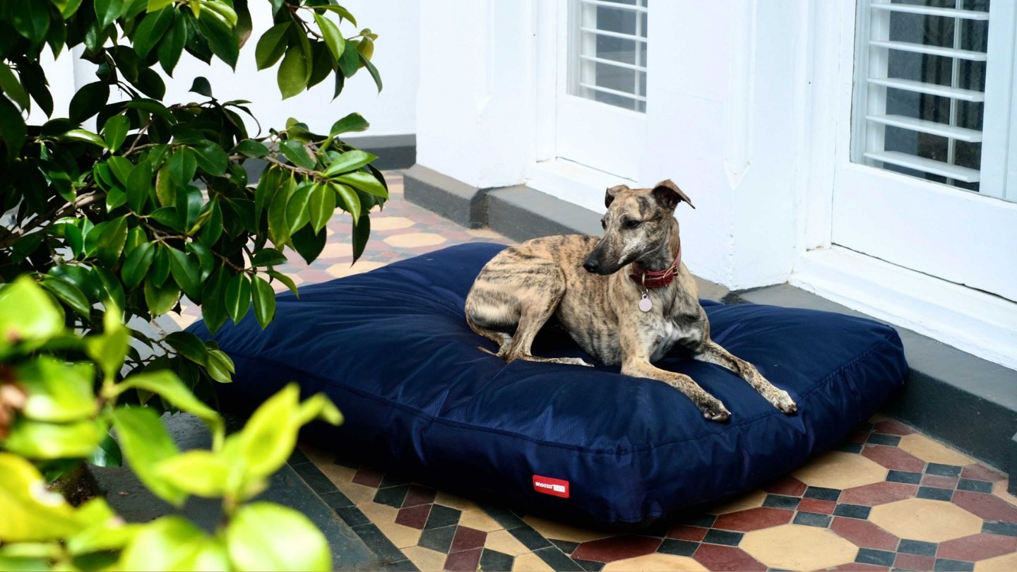 Outdoor Beds For Dogs