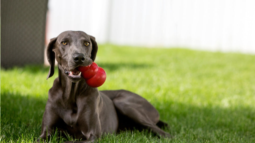 Chew & Treat Dispensing