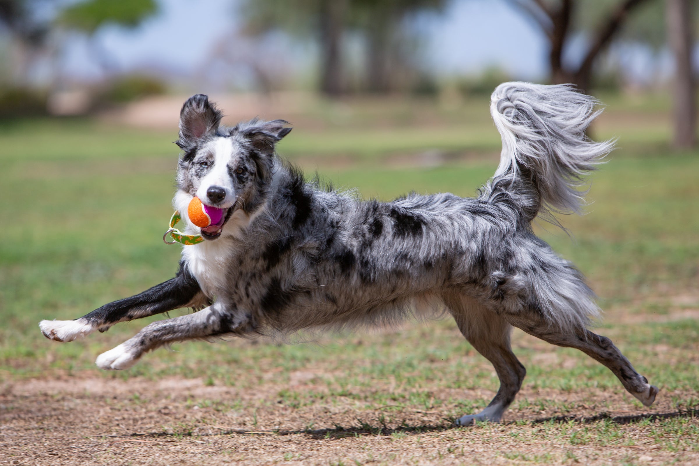 Fetch & Tug