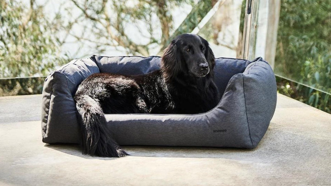 Memory Foam & Orthopaedic For Dogs