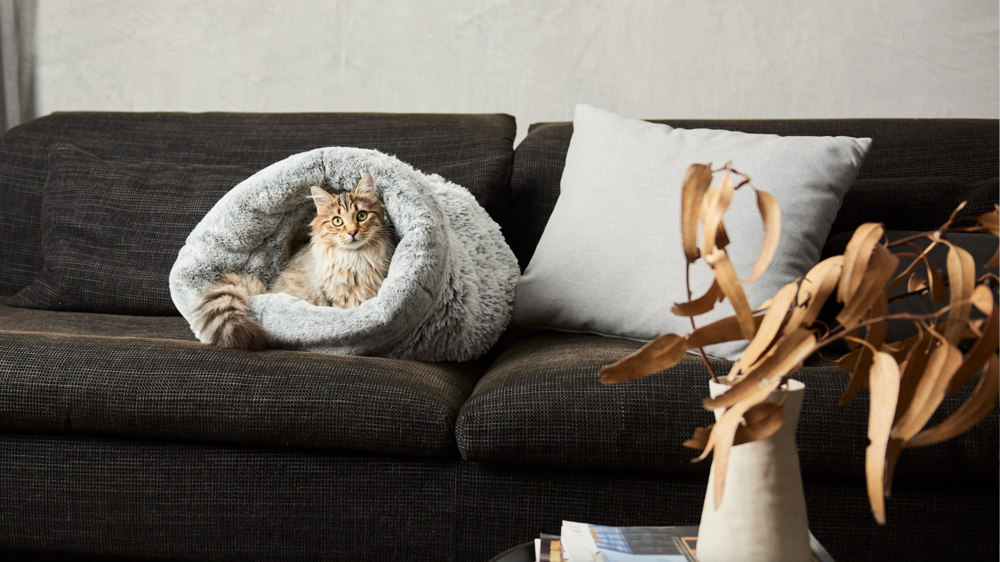 Sleeping Spots For Cats