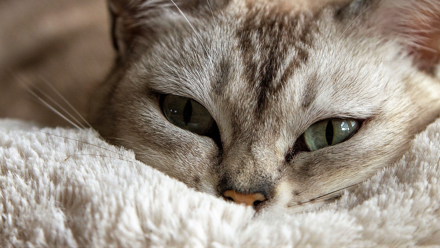 Memory Foam & Orthopaedic for Cats