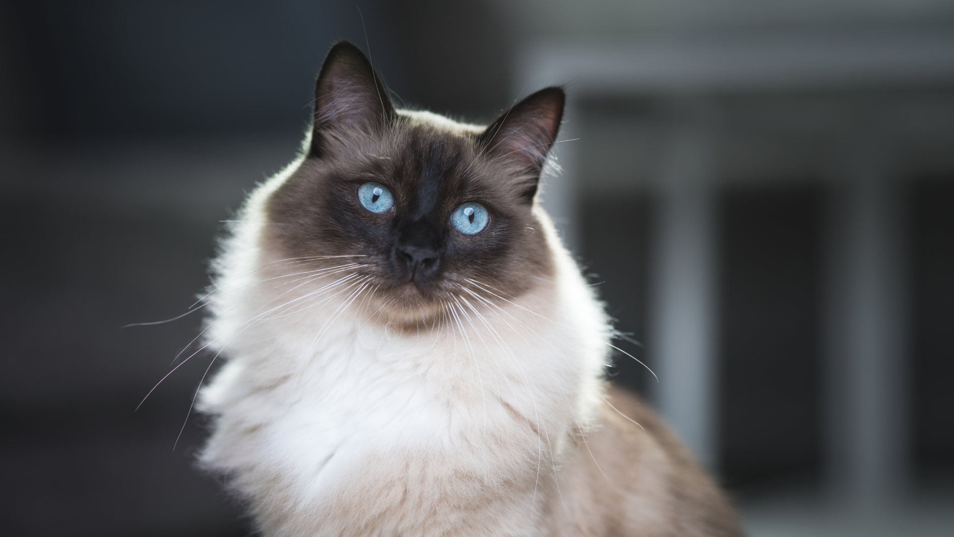 Health & Grooming For Cats