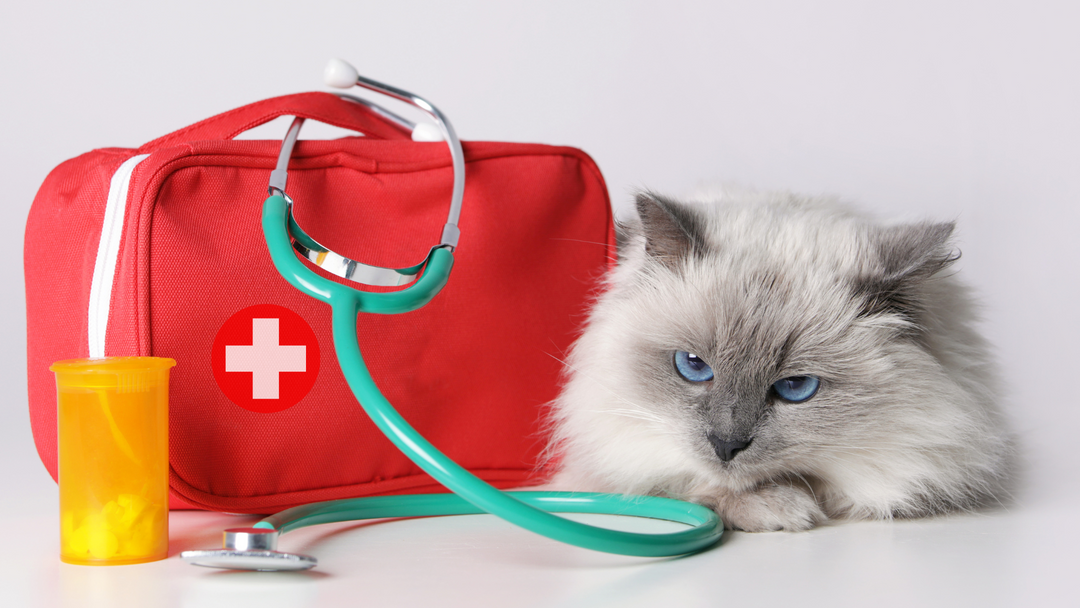 First Aide For Cats