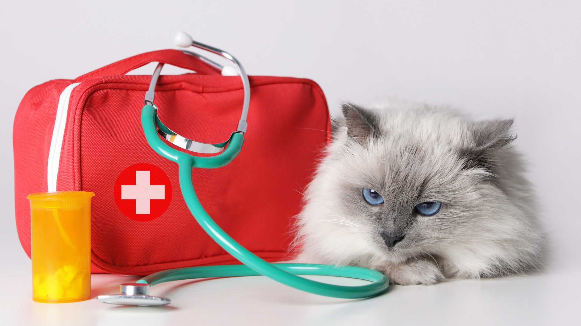 First Aide For Cats
