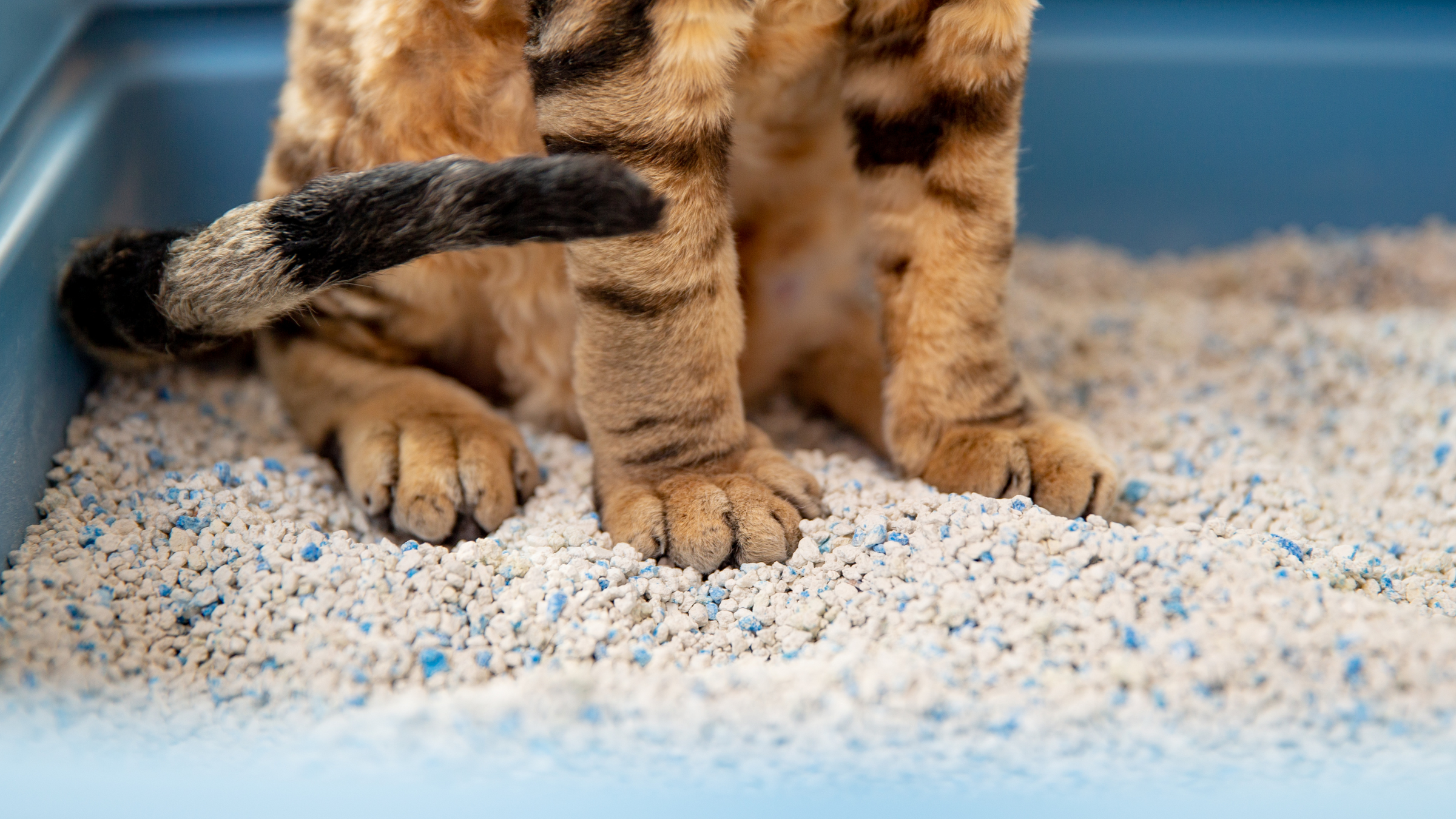 Litter & Litter Box