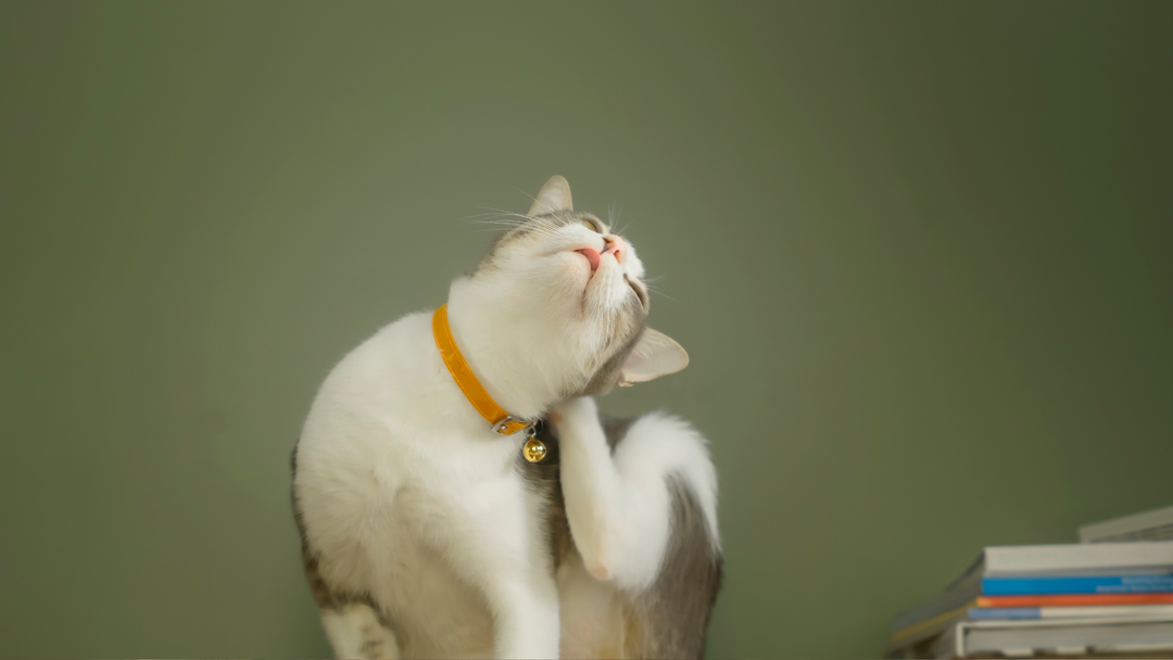 Worming, Flea & Tick For Cats