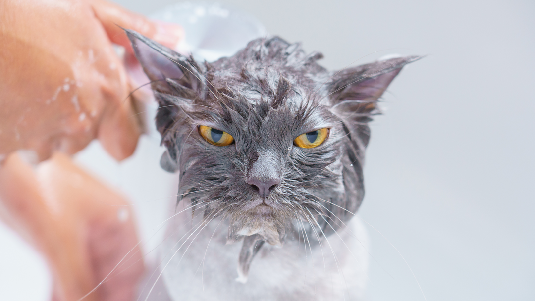 Bath & Brushware For Cats