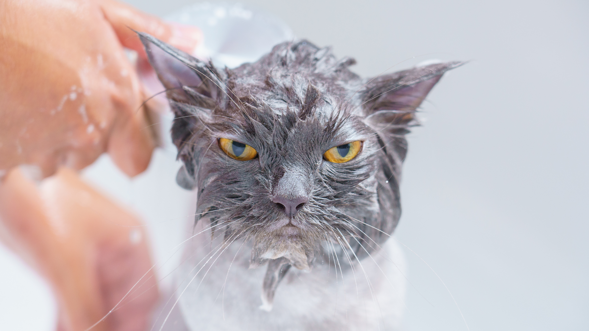 Bath & Brushware For Cats