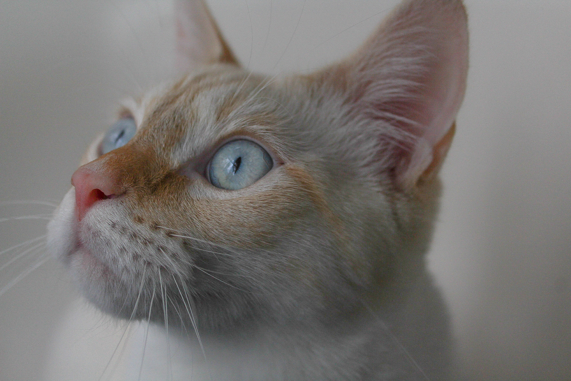 Ears, Eyes, Paws & Dental