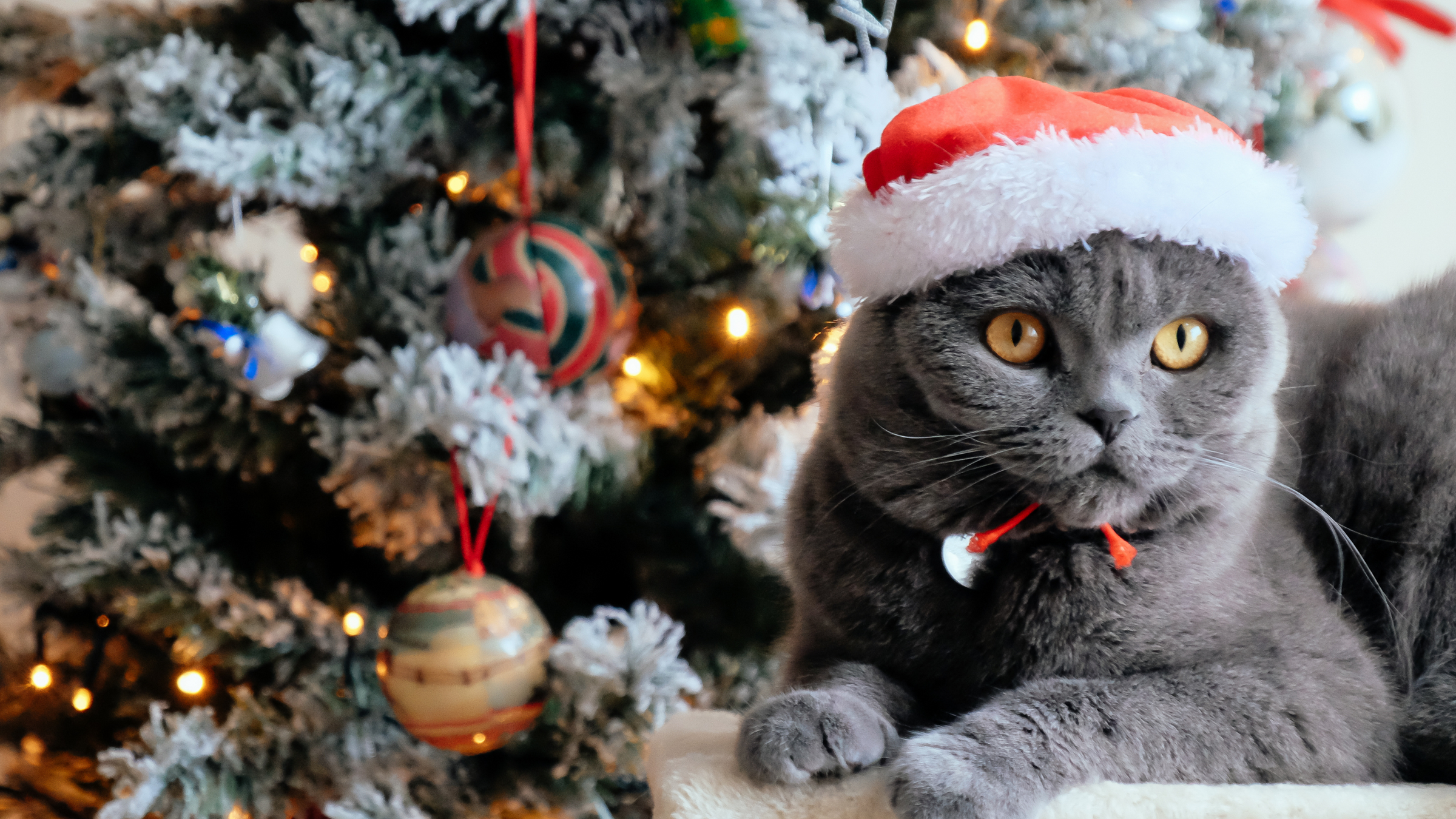 Attire & Festive