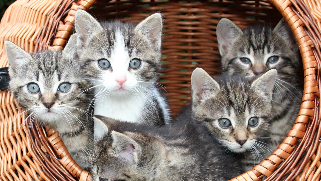 Multivitamins & Supplements For Cats