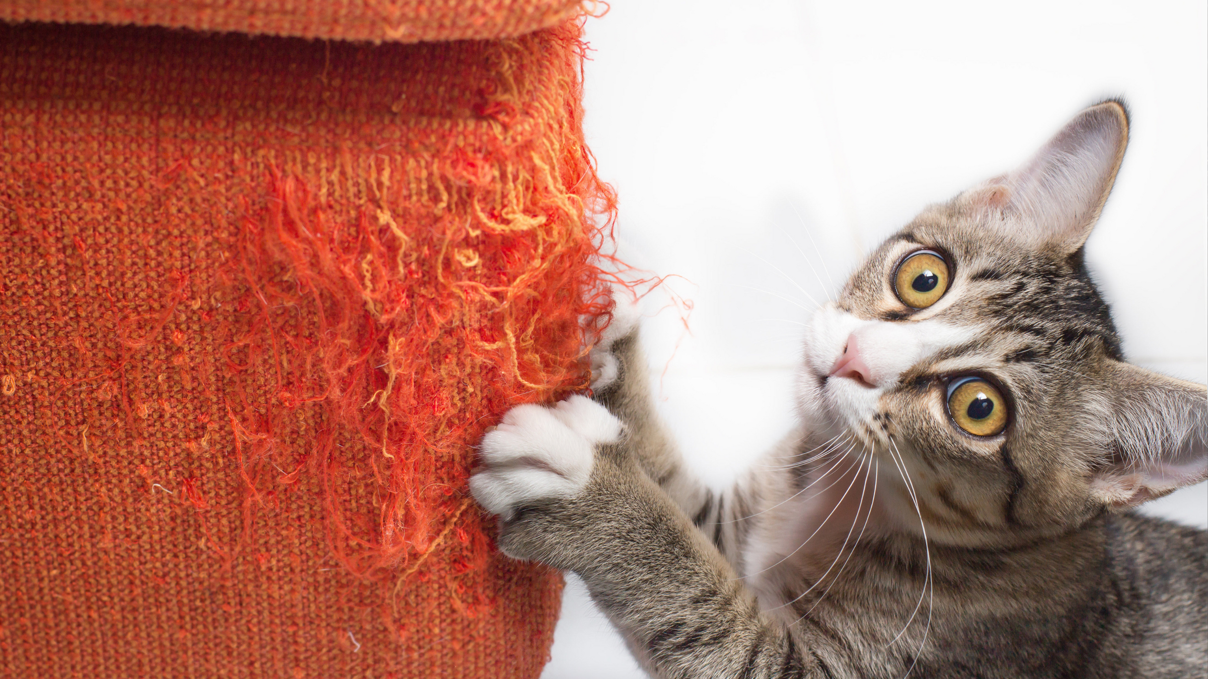 Training Accessories for Cats