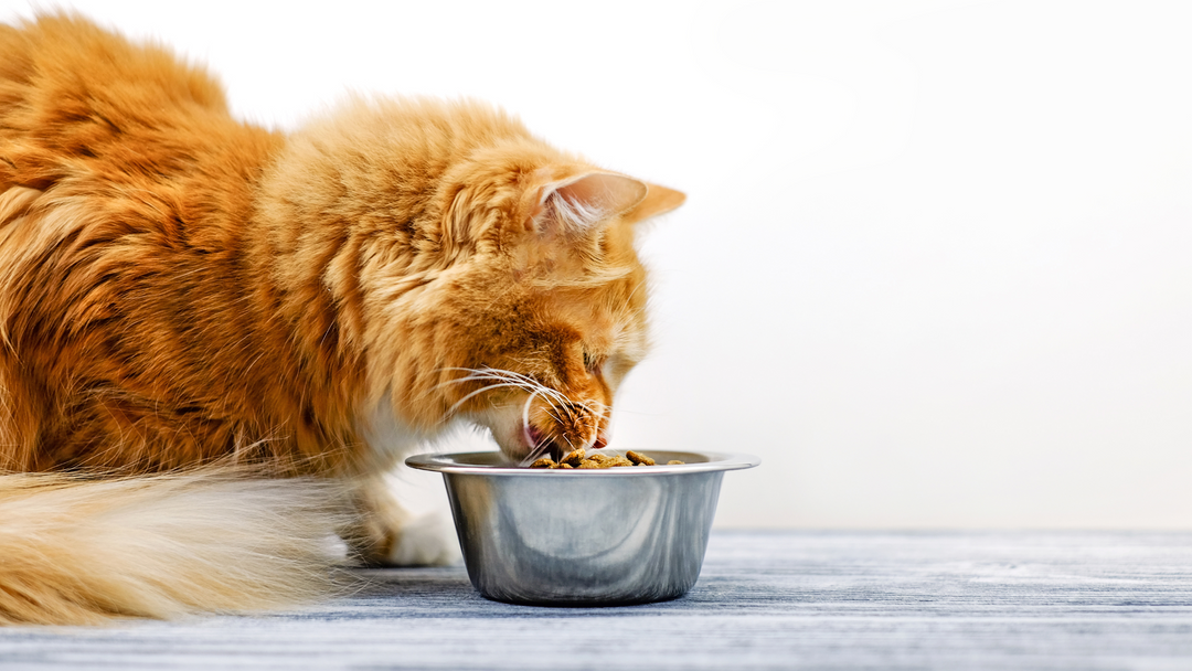 Dry Food For Cats