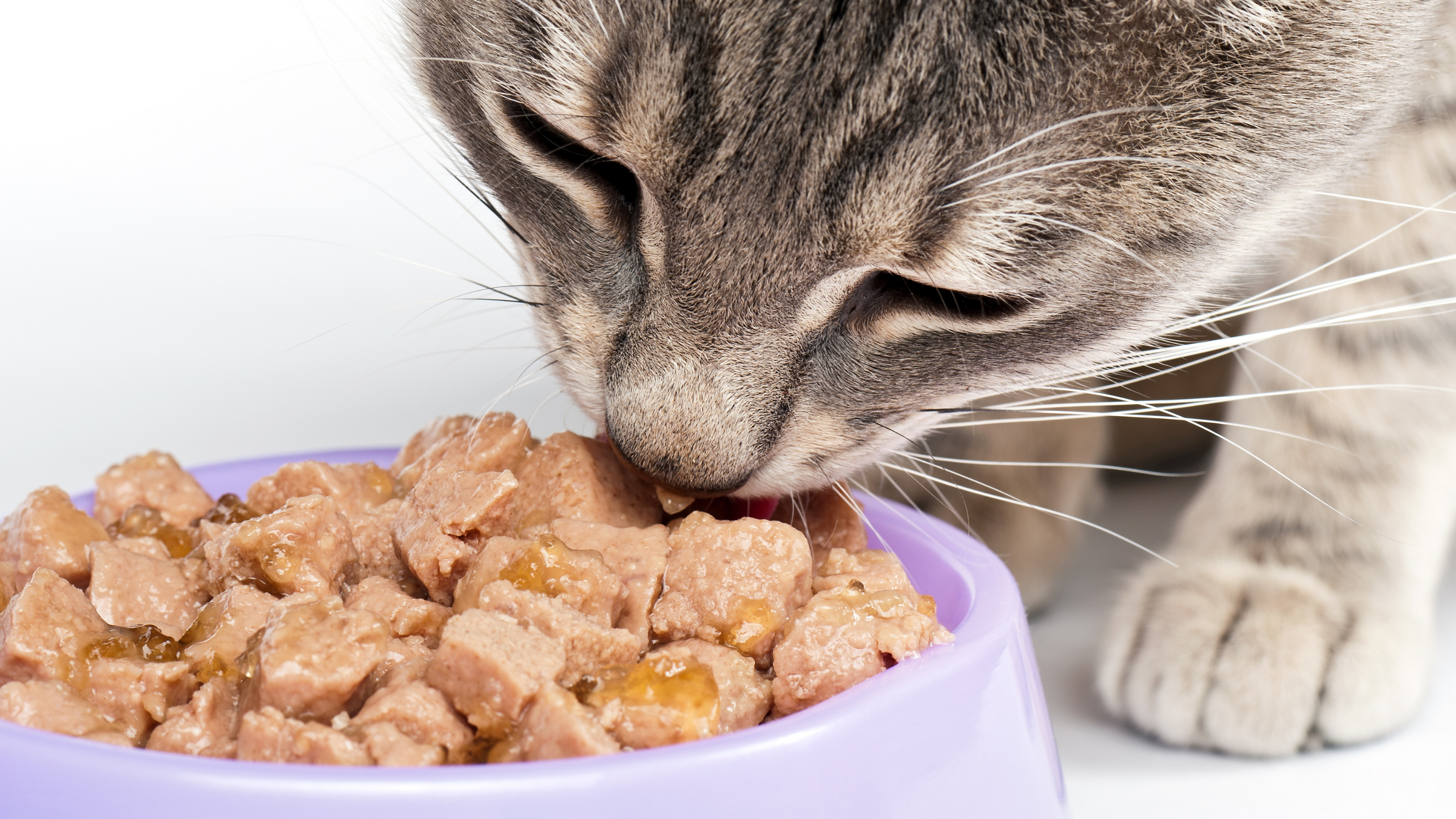 Wet Food For Cats