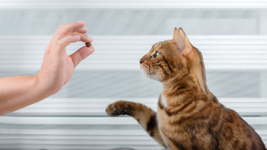 Treats & Catnip