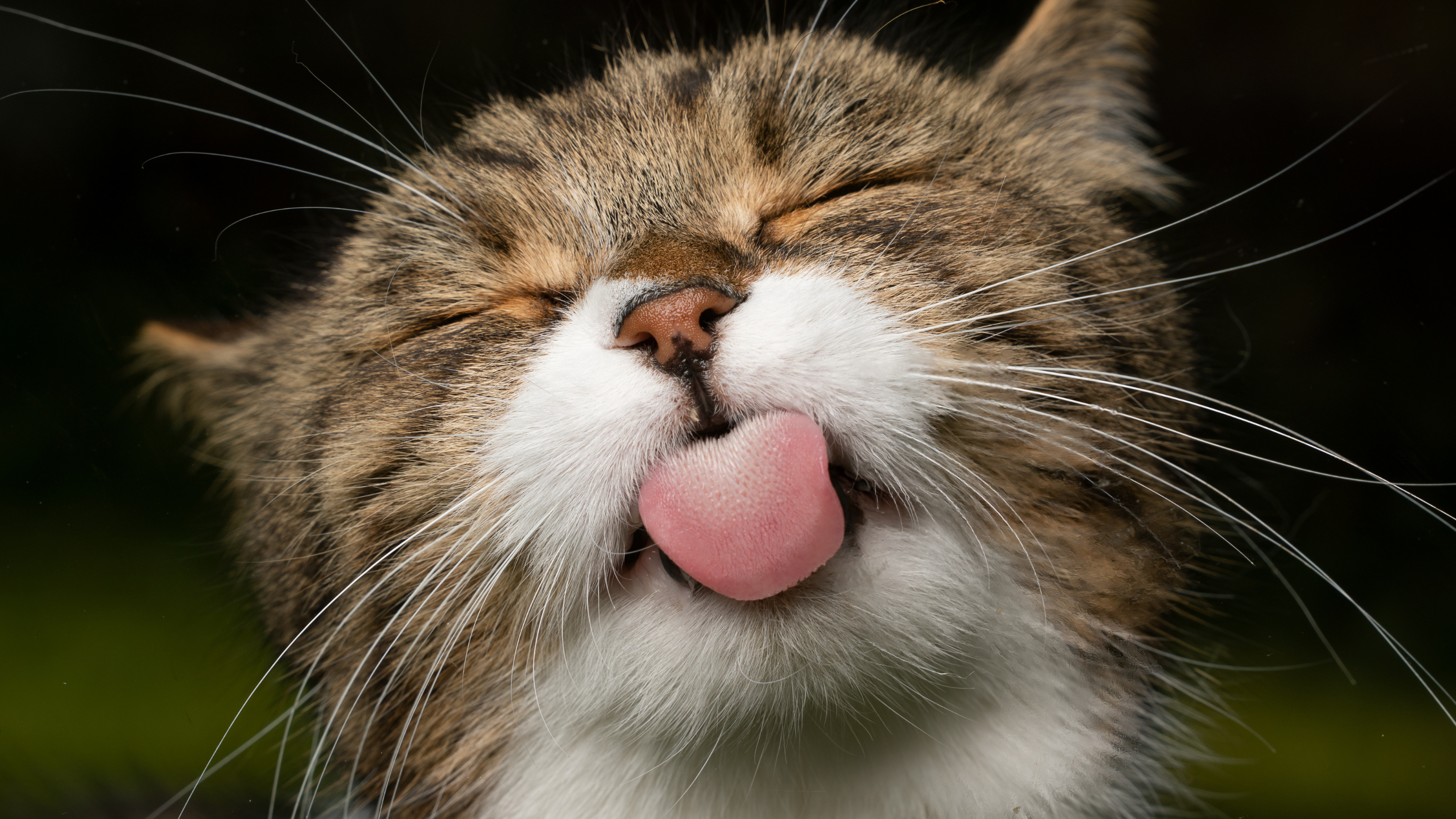 Taste For Cats