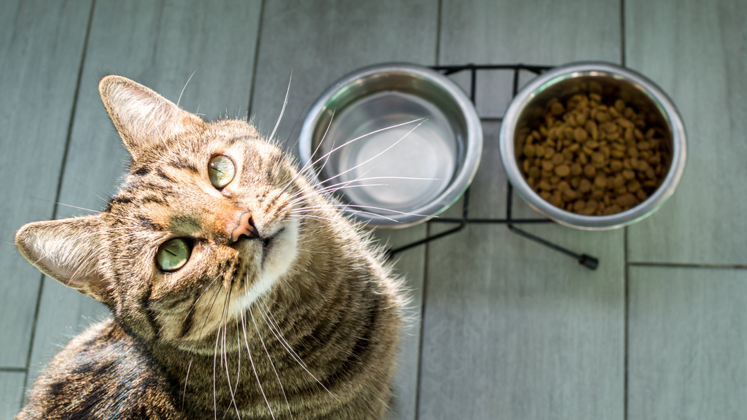 Bowls & Slow Feeders For Cats