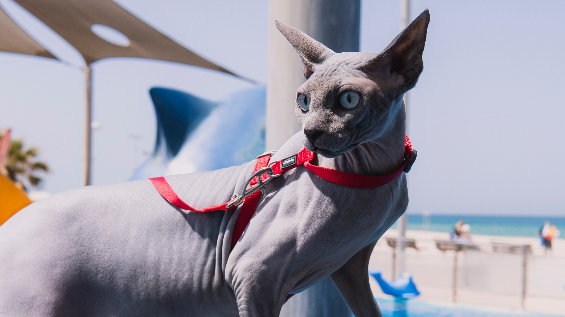 Walk, Train, Transport & Adventure For Cats