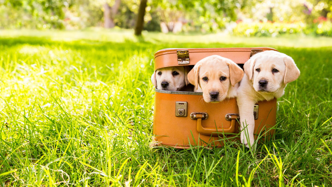 Travel Carriers & Transport Accessories For Dogs