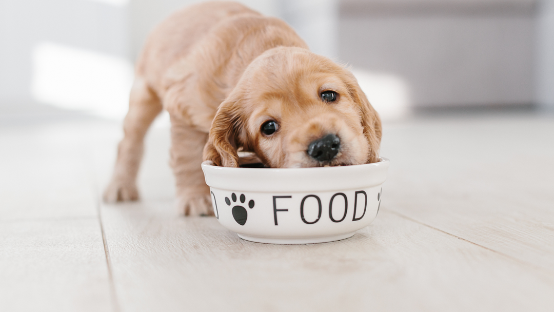 Wet Food For Dogs