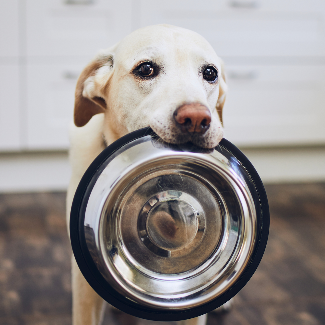 Bowls & Slow Feeder For Dogs