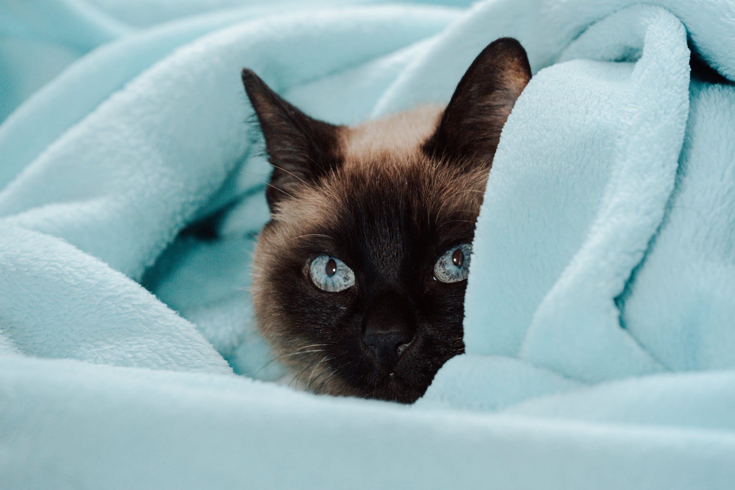 Blankets for Cats