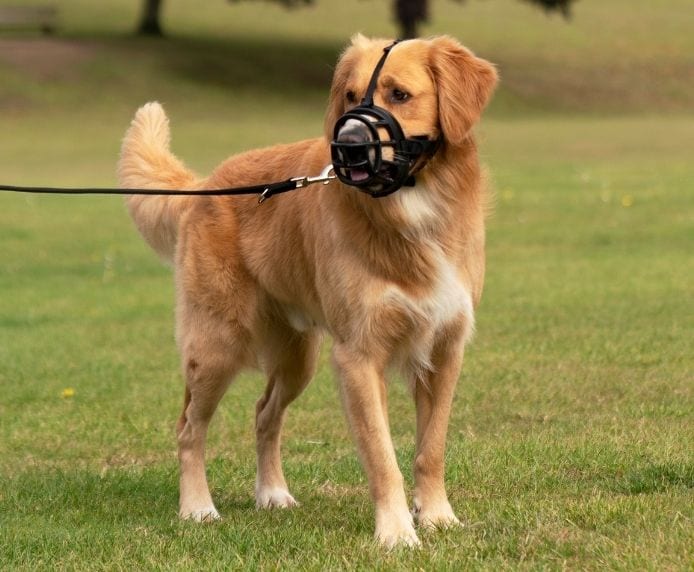 Dog wearing Baskerville Ultra Muzzle, allowing panting and drinking.