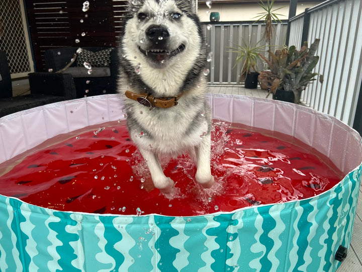 Charlie's Watermelon Pet Pool - Durable, Portable Dog Pool for Summer Fun