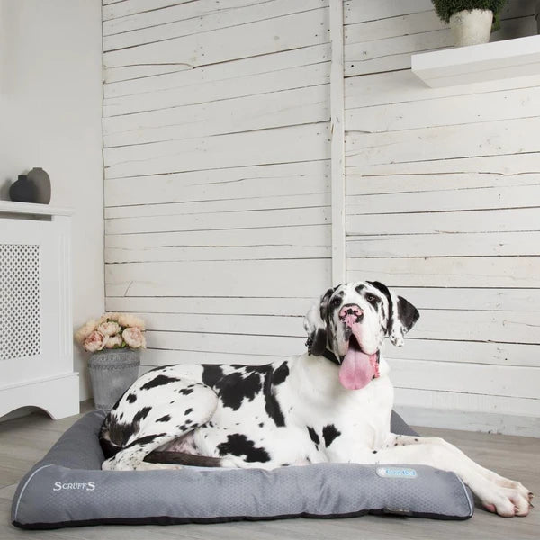 A large Great Dane dog lying comfortably on a Scruffs® Cool Dog Bed at the back of a house. The dog looks relaxed on the bed with its supportive foam base and breathable 3D mesh.