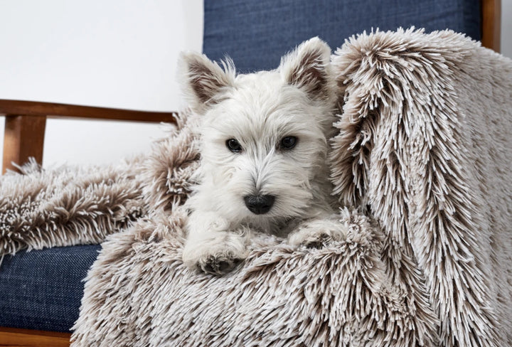 A white fluffy dog sitting comfortably on an outdoor chair, wrapped up warmly in the Snooza Calming Cuddler Blanket in Mink. The dog looks relaxed and cozy.