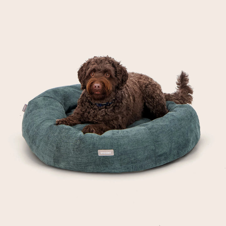 Medium Dog in Snooza Mordern Cuddler Amazon Dog Bed enjoying the anti-anxiety comfort of the Snooza Modern Cuddler.