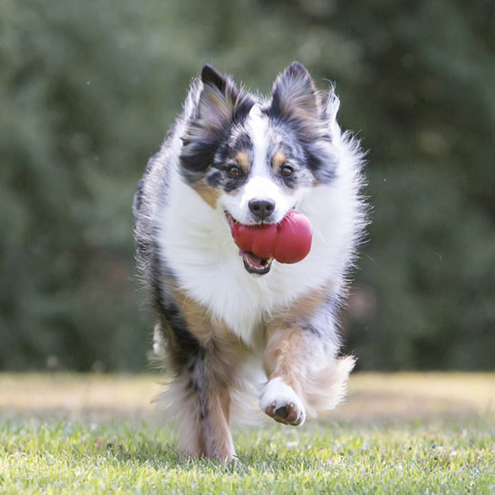 KONG Classic Toy: The Ultimate Pet Playtime Essential!