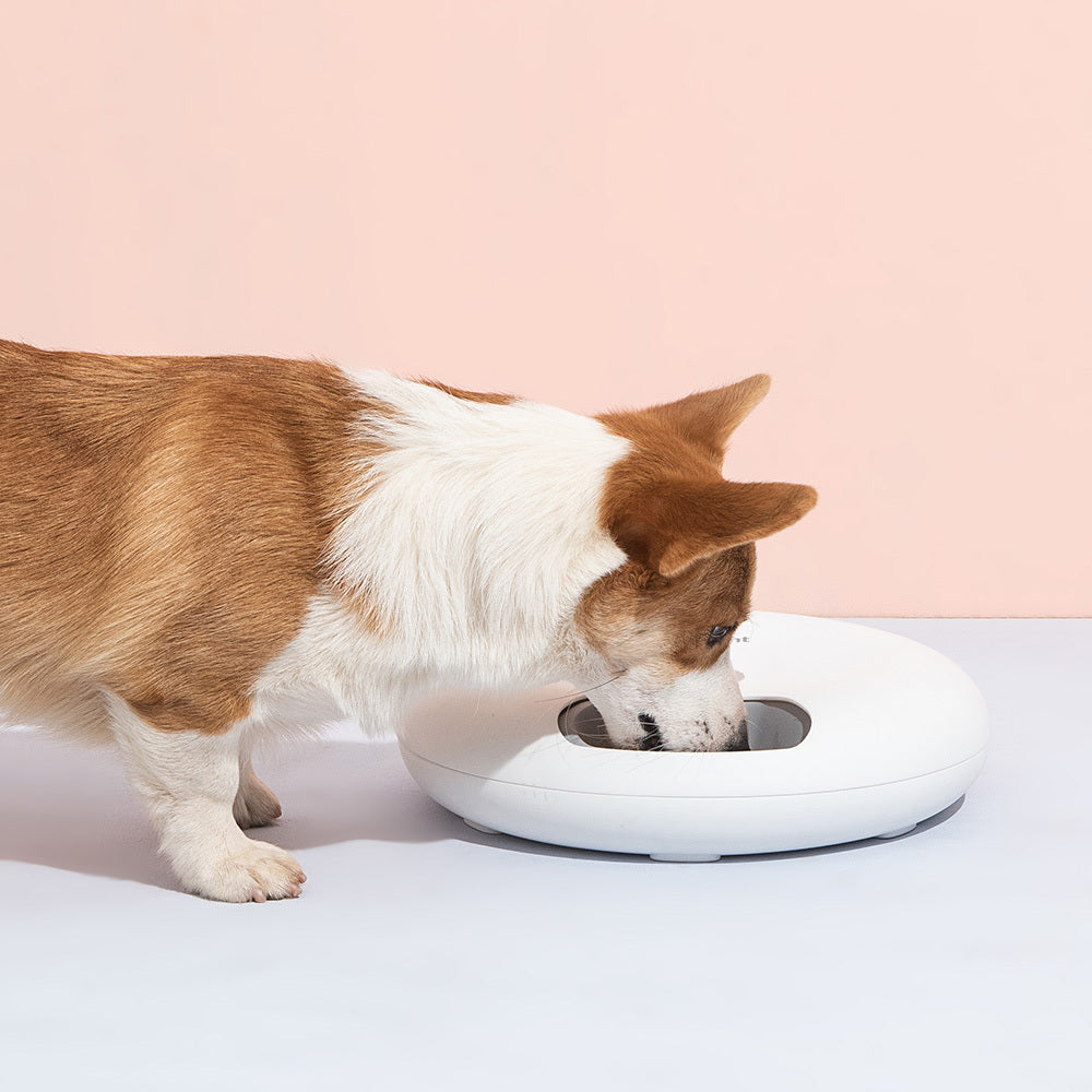 Pet Using the 6 Meal Automatic Pet Feeder: A happy pet enjoying a meal from the automatic feeder.