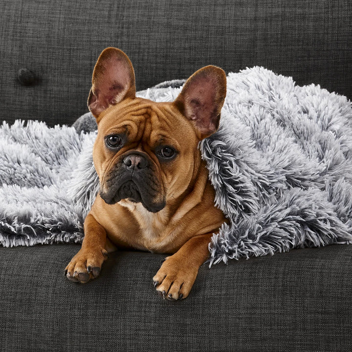  A French Bulldog comfortably sitting on a lounge, partially covered by the Snooza Calming Cuddler Blanket, showcasing its soft, luxurious fabric.