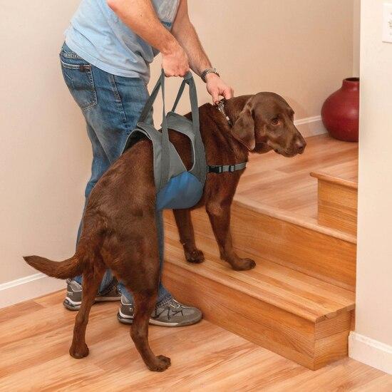 Sweet dog using the Up & About Lifter to ascend a flight of stairs with ease at home.