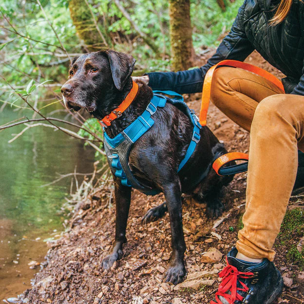  Active dog hiking with Kurgo Journey Air Dog Harness for comfortable outdoor adventures.